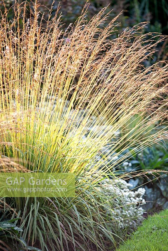 Molinia caerulea subspecies caerulea Variegata - Variegated Purple Moor Grass
