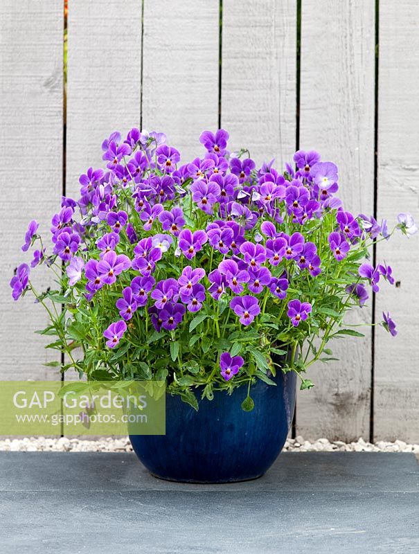 Viola Emma, Bonnie Lassie Series. Purple flowers planted in dark blue container. June. Summer.