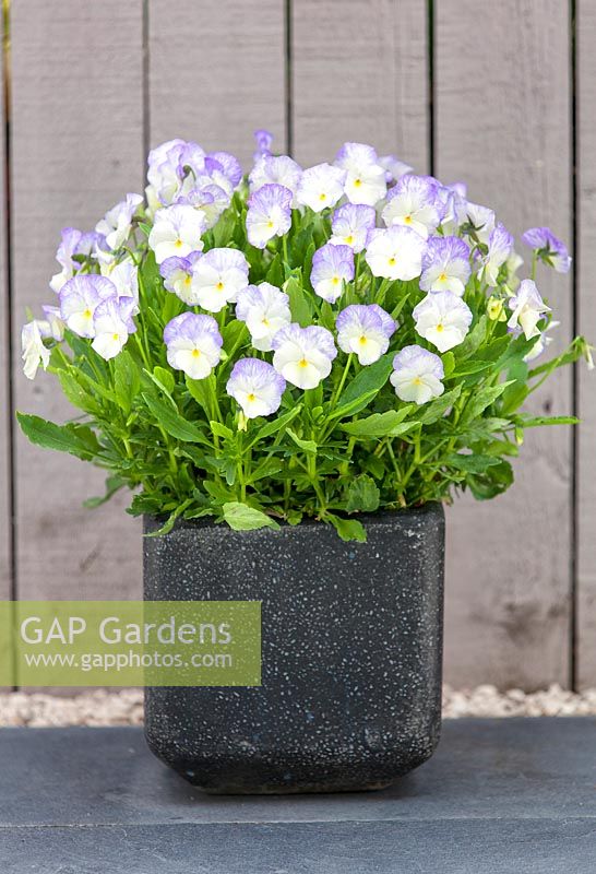 Viola Isabella, Bonnie Lassie Series, White Violas tinged with lilac planted in a modern black square container.