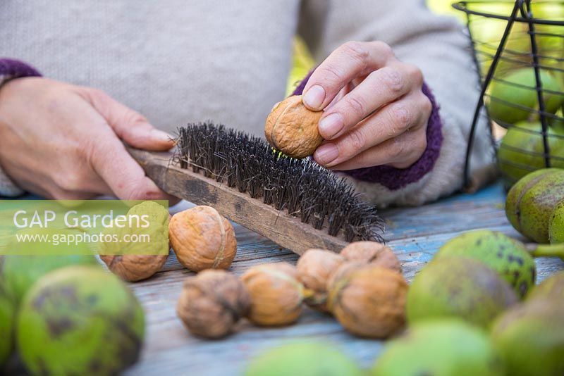 Cleaning English Walnuts - Juglans regia with a wire brush