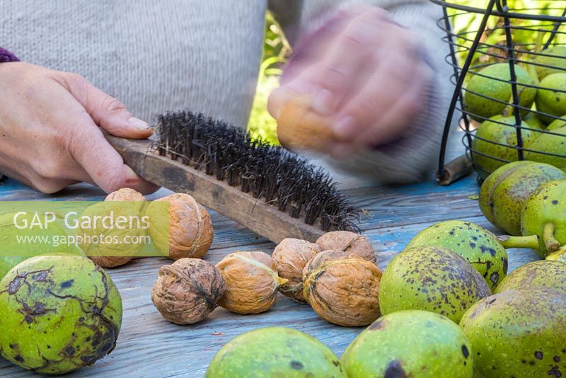 Cleaning English Walnuts - Juglans regia with a wire brush