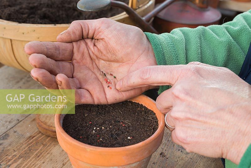 Sowing Tomato 'Garden Candy' seeds