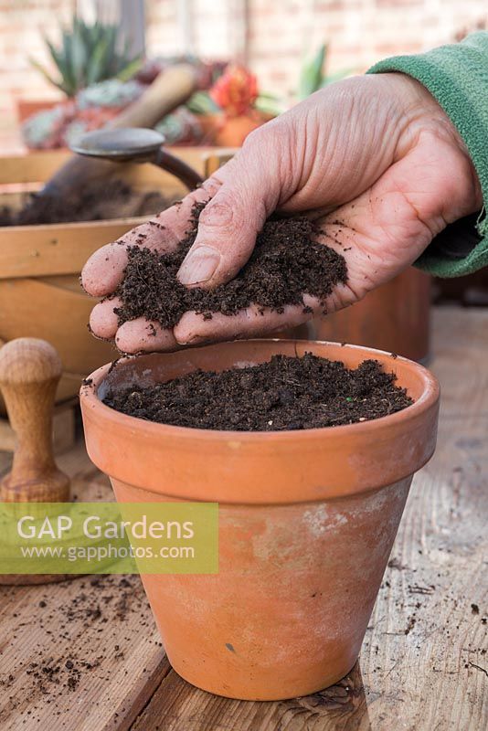 Adding layer of compost to freshly sown Tomato 'Garden Candy' seeds