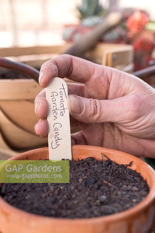 Adding plant label for Tomato 'Garden Candy'