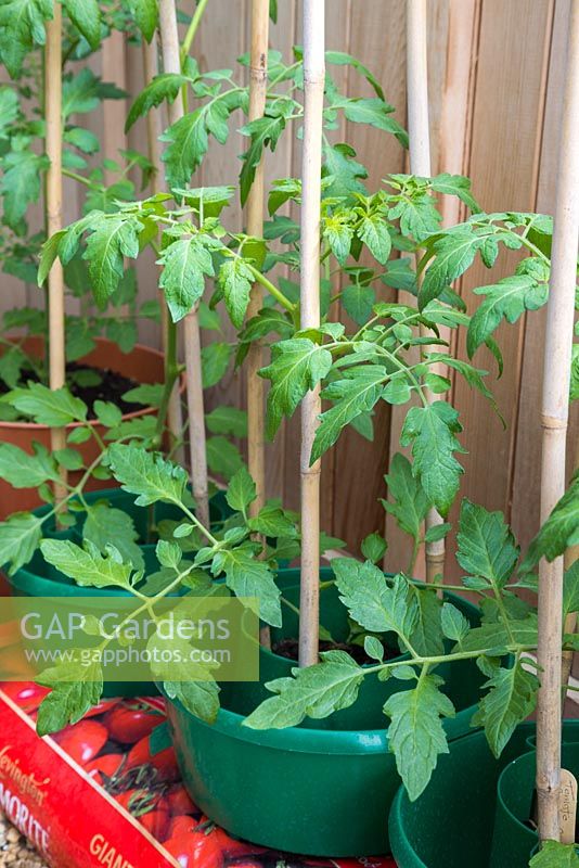 Tomato 'Garden Candy' growth development