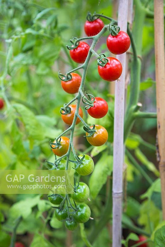 Tomato 'Garden Candy'