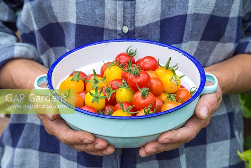 Woman holding enamel bowl of Tomato 'Garden Candy'
