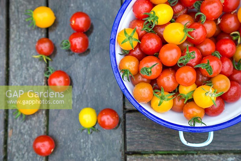 Tomato 'Garden Candy' in enamel bowl on wooden surface