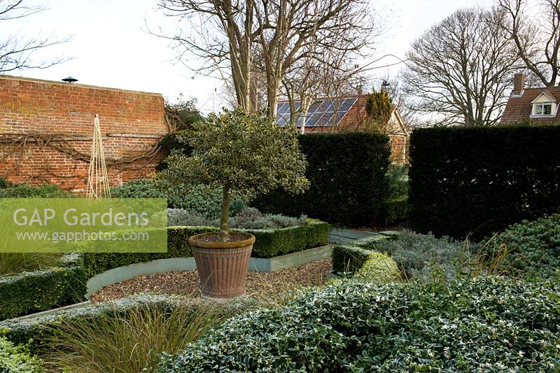 Frosty winter garden in February with simple box hedged parterre of shrubs and grasses for foliage interest.  