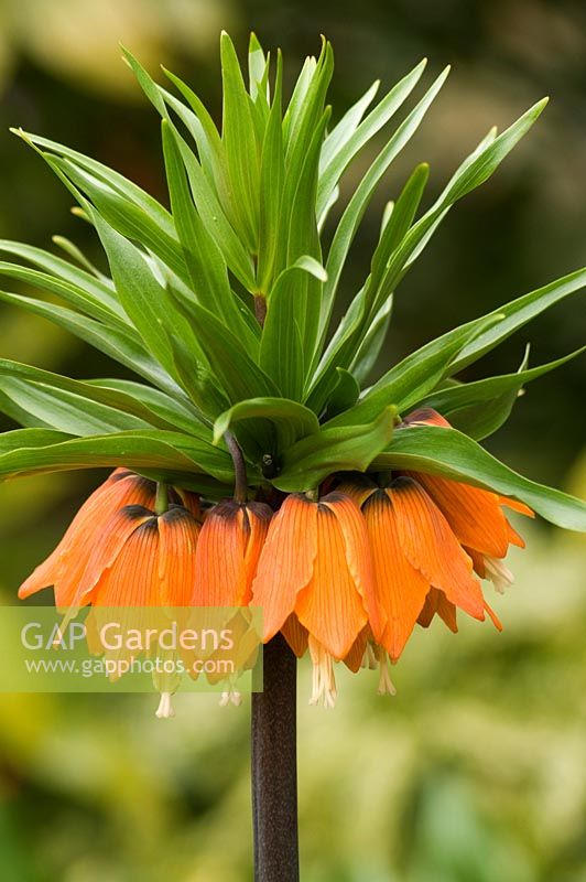 Fritillaria imperialis 'Foremost'. Crown imperial 