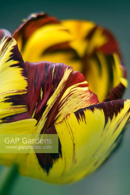 Tulipa 'Lord Stanley' - Rare florist tulip 