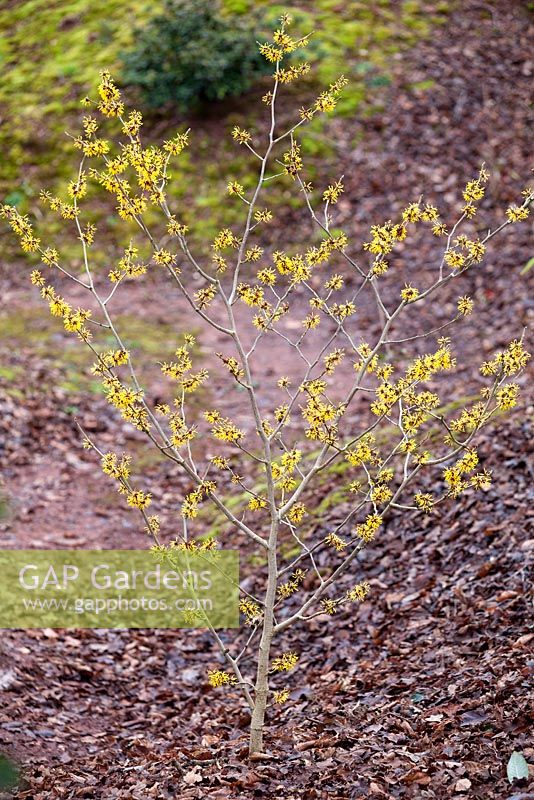 Hamamelis mollis 'Jermyns Gold', Witch Hazel, Winterbloom. Shrub, January. Plant portrait of bright yellow scented flowers.