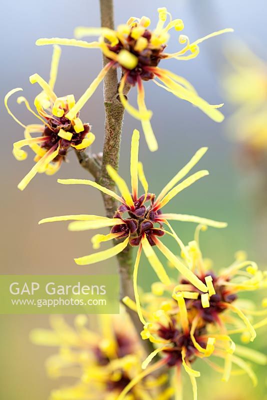 Hamamelis mollis 'Imperialis' Witch Hazel, Winterbloom. Shrub, January. Close up of scented yellow flowers.