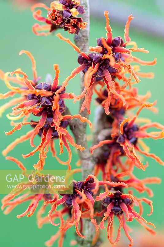 Hamamelis x intermedia 'Gingerbread', Winterbloom, Witch Hazel. Shrub, February. Plant portrait of bright red, orange  scented flowers.