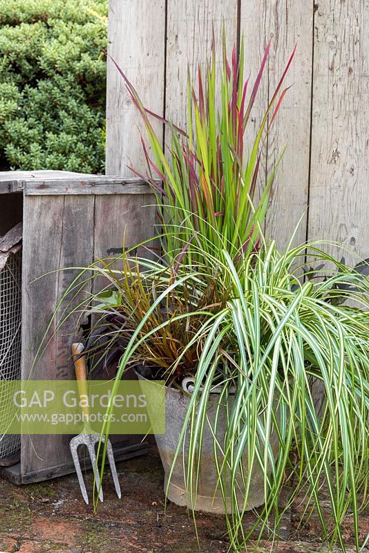 Metal bucket planted with Carex oshimensis 'Evergold', Uncinia rubra and Imperata cylindrica 'Rubra'