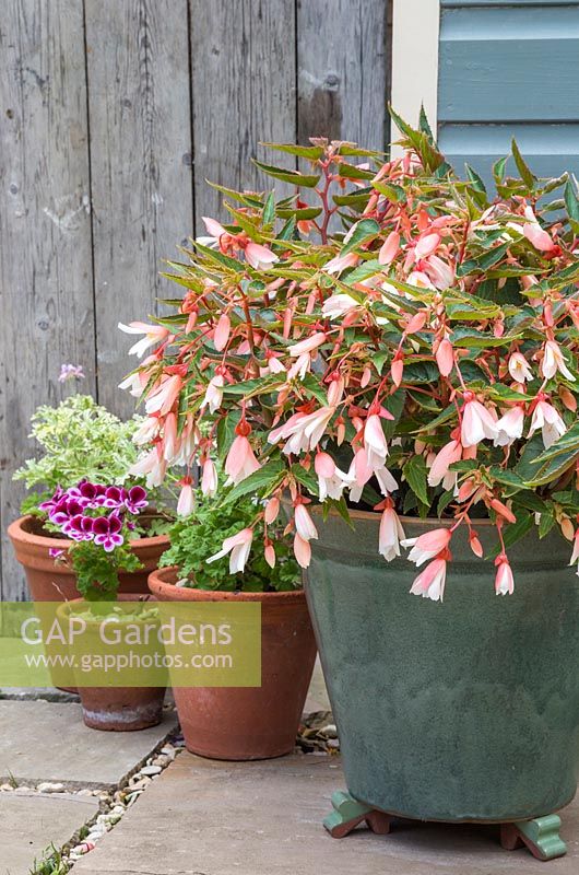 Glazed pot planted with Begonia 'Million Kisses Elegance'