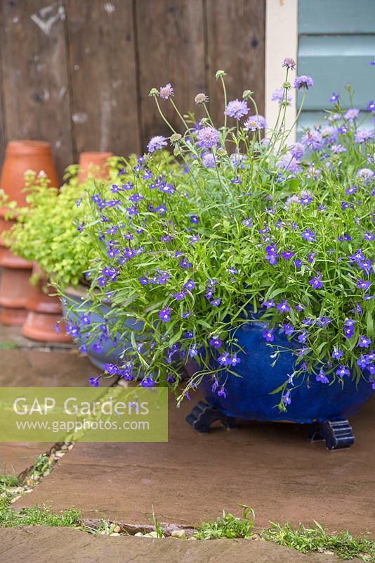 Glazed pot planted with Scabiosa atropurpurea 'Dark Blue', Lobelia 'Trailing Dark Blue'