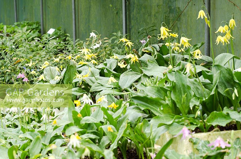 Erythronium stock plants growing at Long Acre Nursery