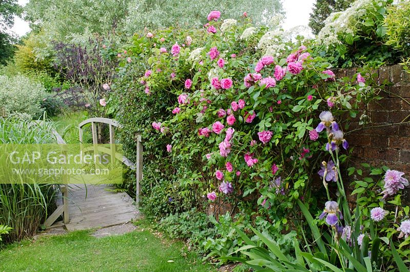Footbridge over a stream, climbing pink Rose 'Gertrude Jekyll' with bearded Iris and Clematis - Old Smithy, Dorset