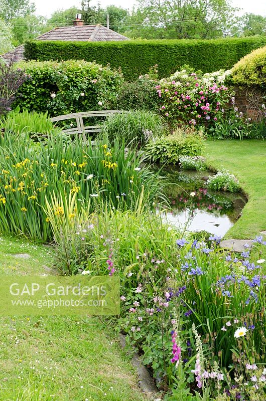 Pond with bridge, early Summer plants including Iris pseudacorus, Digitalis, Iris sibirica, Aquilegia and Rosa 'Gertrude Jekyll' in background - Old Smithy, Dorset