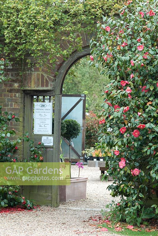 Entrance to the walled garden with Camellias at The Place For Plants, Suffolk, April