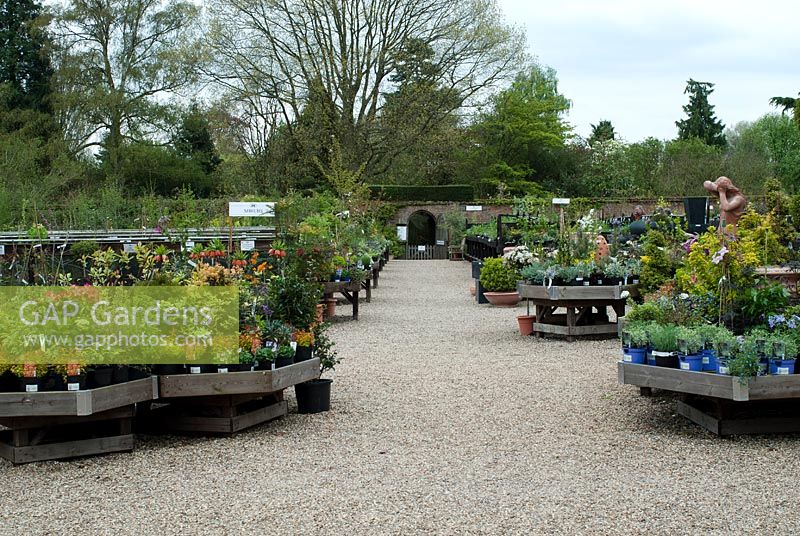 Sales area of nursery with shrubs and perennials including Lavandula Anouk - French lavender,  Pulmonaria 'Opal', Heuchera 'Gypsy Dancer' and Viburnum tinus 'Eve Price' for sale on wooden trays in the walled garden at The Place for Plants in Suffolk, April. 