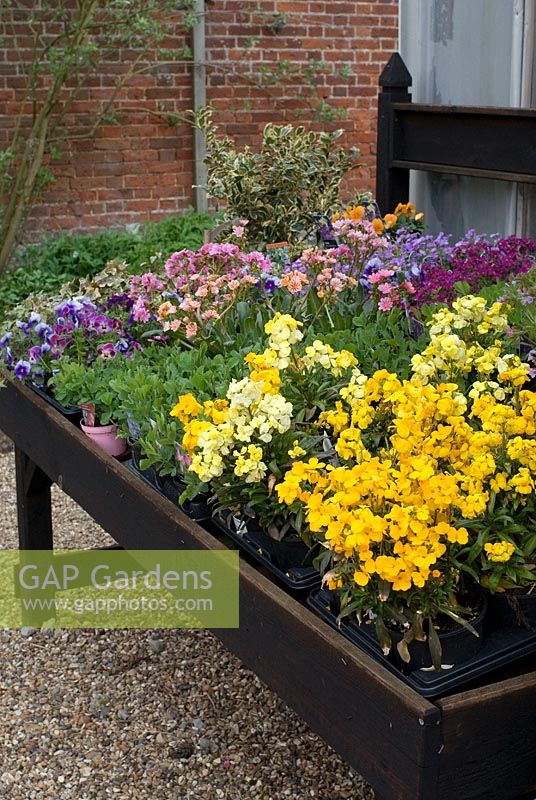Erysimum - Wallflowers for sale on a bench with Violas and Lathyrus - sweet peas at The Place for Plants in Suffolk, April. 