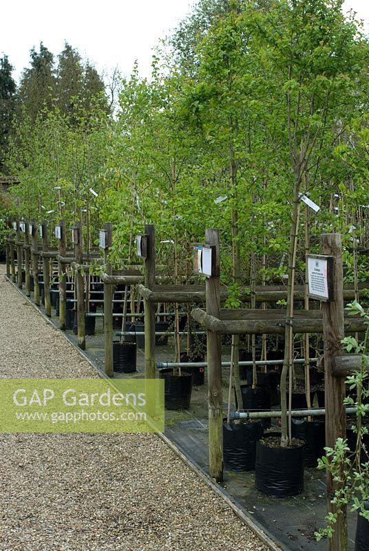 Trees for sale at The Place for Plants in Suffolk, April.