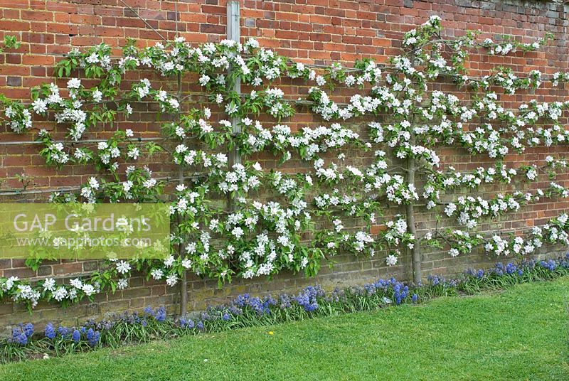 Flowering fruit trees trained as espaliers in the walled garden at The Place For Plants, Suffolk, April. Credit: The Place for Plants