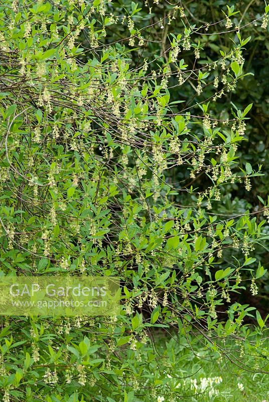 Oemleria cerasiformis - Oregan plum, spring shrub with almond-scented white flowers. The Place For Plants, Suffolk