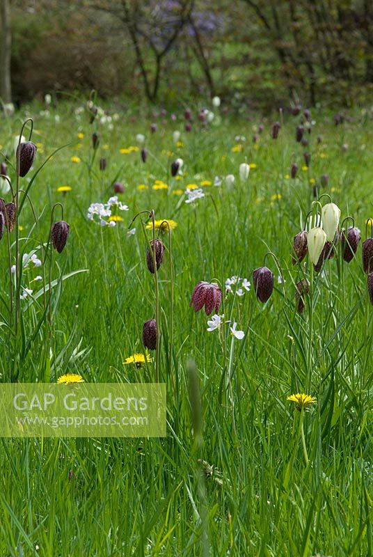 Fritillaria meleagris with Cardamine pratensis - Lady's smock and Taraxacum officinalis - dandelions in the long grass at The Place For Plants, Suffolk