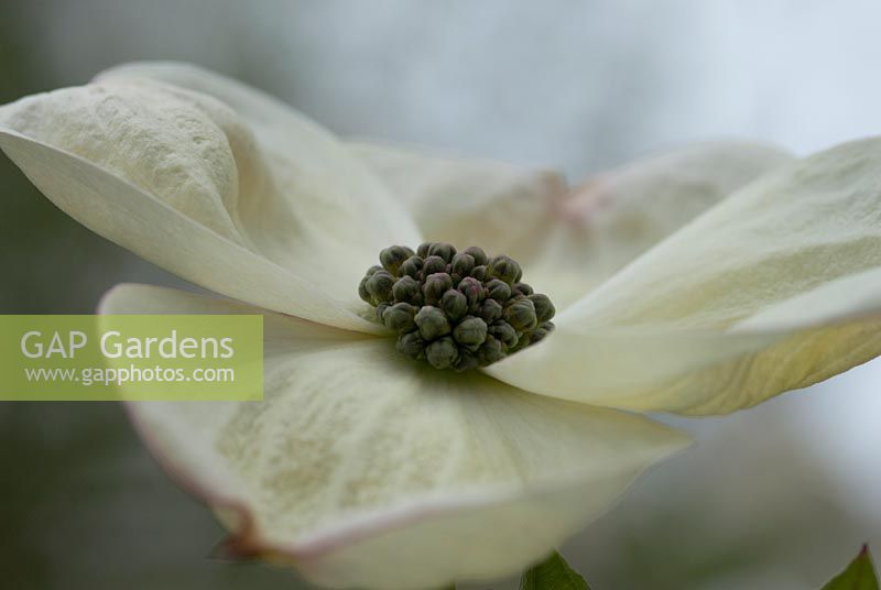Cornus nuttallii - Western dogwood, white floral bracts. The Place For Plants, Suffolk, April.  