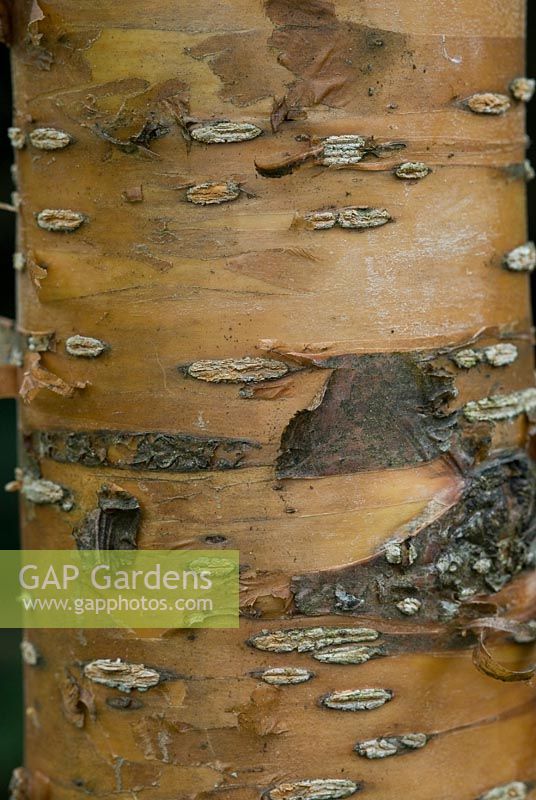 Prunus maackii 'Amber Beauty' - trunk and bark.  The Place For Plants, Suffolk, April. 