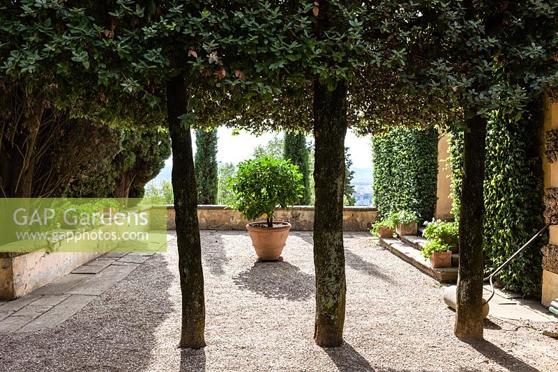 Entrance room. Clipped Quercus Ilex. Le Balze, Florence, Tuscany, Italy. September. Garden designed by Cecil Pinsent in 1912 for American Charles Augustus Strong.