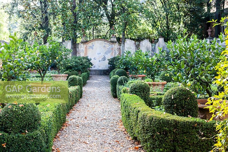 The Lemon Garden. Citrus in terracotta pots. Hedges of box. Villa Capponi, Florence, Tuscany, Italy. September. 