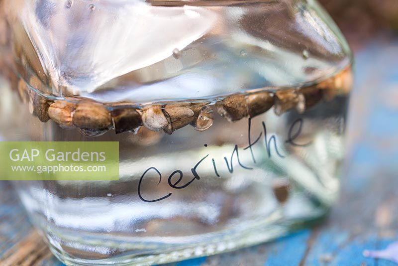 Cerinthe major 'Purpurascens' seeds soaking in water to soften the shell