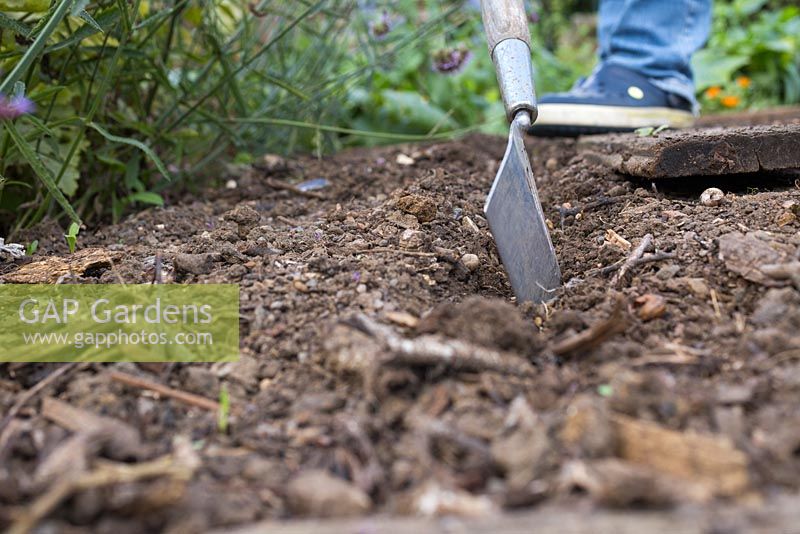 Using garden tool to create shallow trench for Cerinthe major 'Purpurascens' seeds