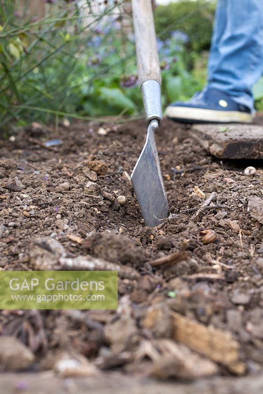 Using garden tool to create shallow trench for Cerinthe major 'Purpurascens' seeds