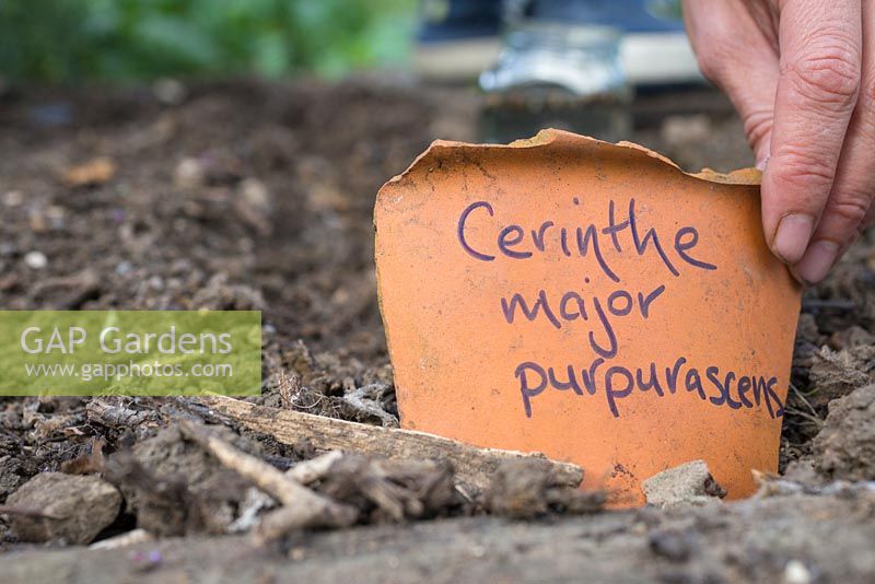 Adding Cerinthe major 'Purpurascens' label using broken terracotta pot