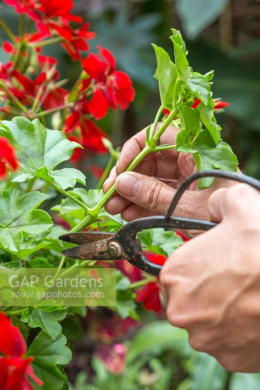 Taking semi-ripe cuttings of Pelargonium 'Villetta Red' Toscana series