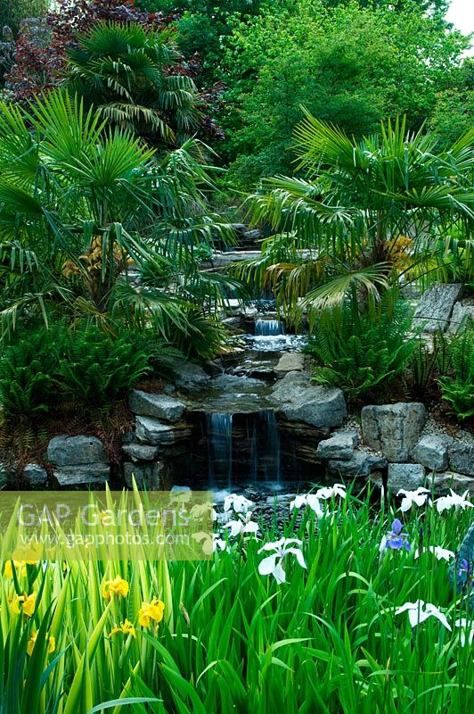 Waterfall draining water from stone course into pond. Irises, Trachycarpus fortunei with marginal planting including irises 