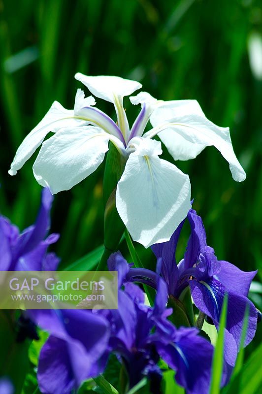 Irises suitable for damp conditions. 