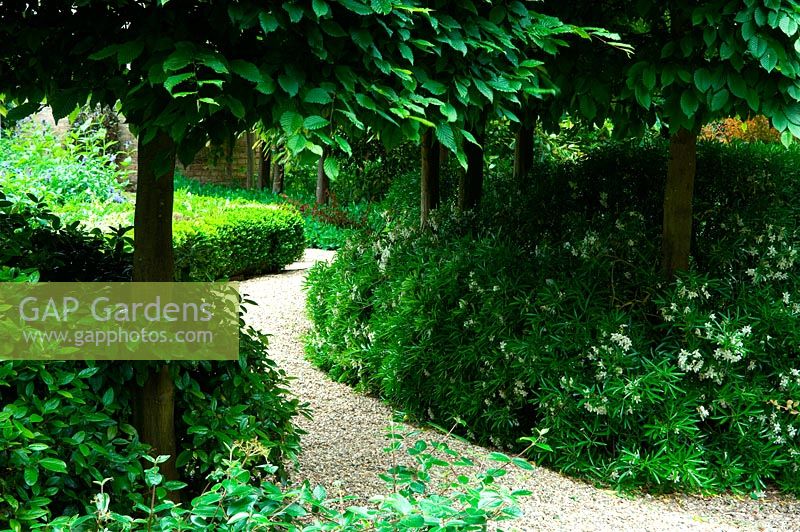 Pleached Carpinus hornbeam trees above snaking gravel path and underplanted with Choisya 'Aztec Pearl'