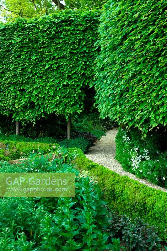 Carpinus - Pleached hornbeam trees bordering a parterre of low box hedge with a gravel path