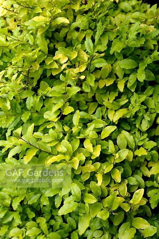 Ligustrum sinensis 'Lemon and Lime'