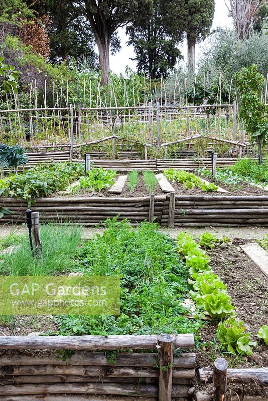 The pomario or vegetable Garden. Raised beds. Villa Vignamaggio, near Greve in Chianti, Tuscany, Italy. October. 
