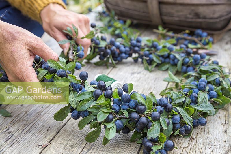 Carefully bend the Sloe berry branches together to form a circle