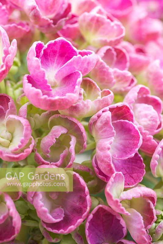 Hydrangea macrophylla 'Hopcorn Pink' Royalty Collection
