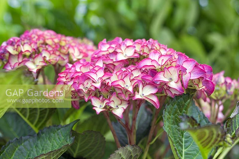 Hydrangea macrophylla 'Red Angel Violet' Royalty Collection series