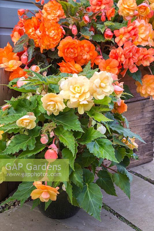Begonia tuberhybrida 'Apricot Shades' F1 Illumination series on patio in containers